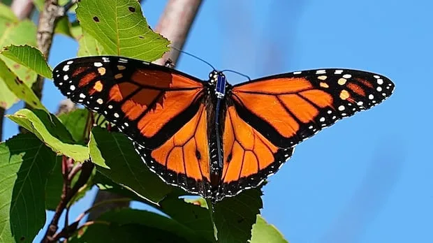 How eyelash glue is helping track monarch butterflies to Mexico