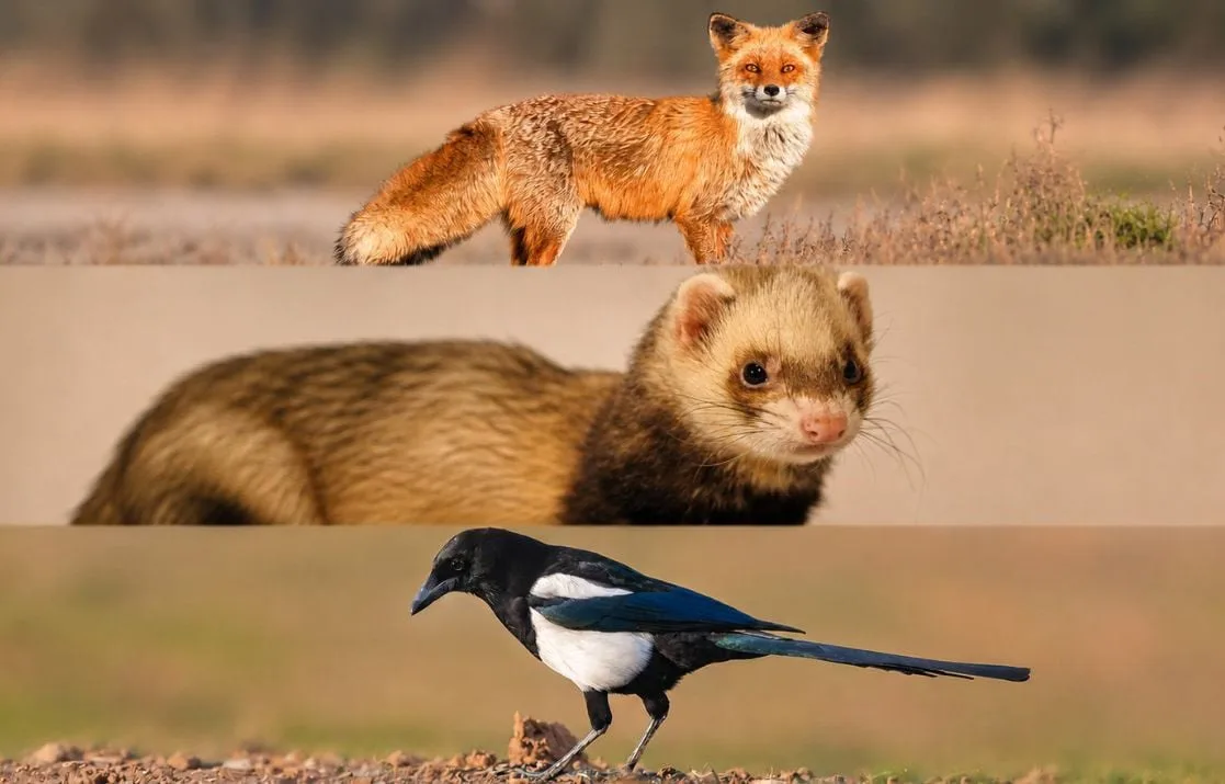 Renard, belette, pie bavarde… Pourquoi ces espèces peuvent être chassées ou capturées toute l’année ?