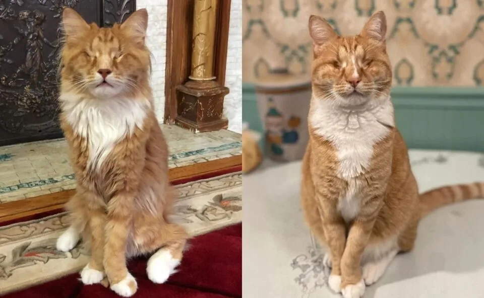 Síndrome de Marfan: condição rara em humanos é identificada pela primeira vez em gatos