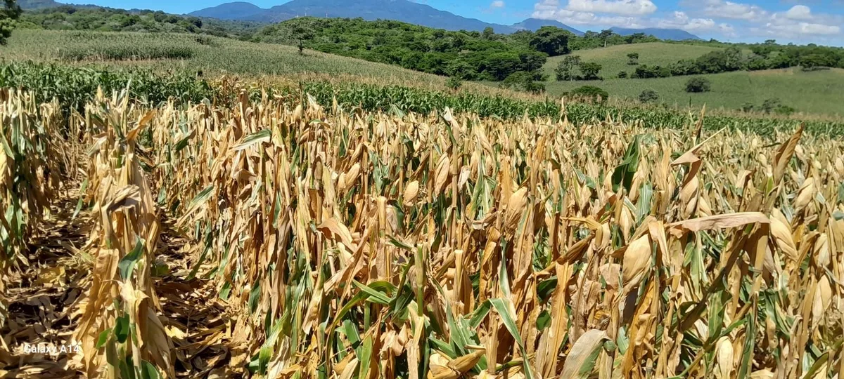 El Salvador: “No habrá desabastecimiento de granos básicos”, afirma viceministro de Agricultura