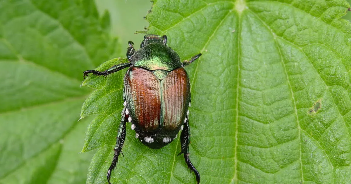 Rhône. Scarabée japonais, fourmi de feu, frelon grand-duc… Ces espèces invasives qui pourraient bientôt nous causer du tort