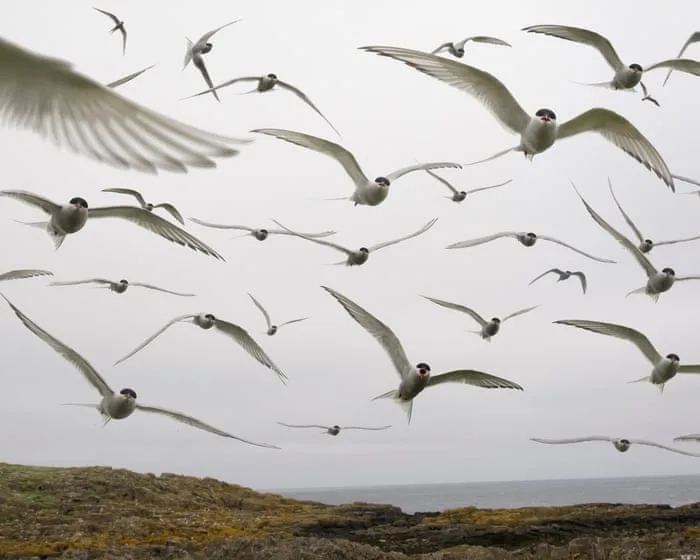 One in nine migratory birds threatened with extinction, global report says