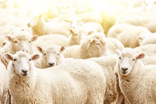 45 sheep stolen from Free State farm, police call for assistance