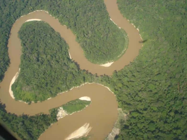 Espécie recém-descoberta no Acre revela detalhe inusitado sobre a biodiversidade amazônica