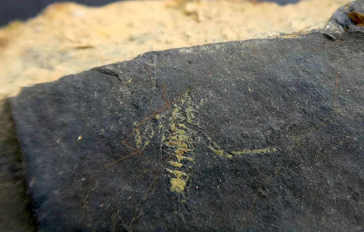 Parece uma libélula, tem 298 milhões de anos e foi encontrado em Portugal. Mas ninguém sabe bem o que é