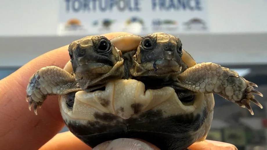 VIDÉO - Une seule carapace mais deux têtes : une tortue bicéphale recueillie au Village des Tortues de Carnoules