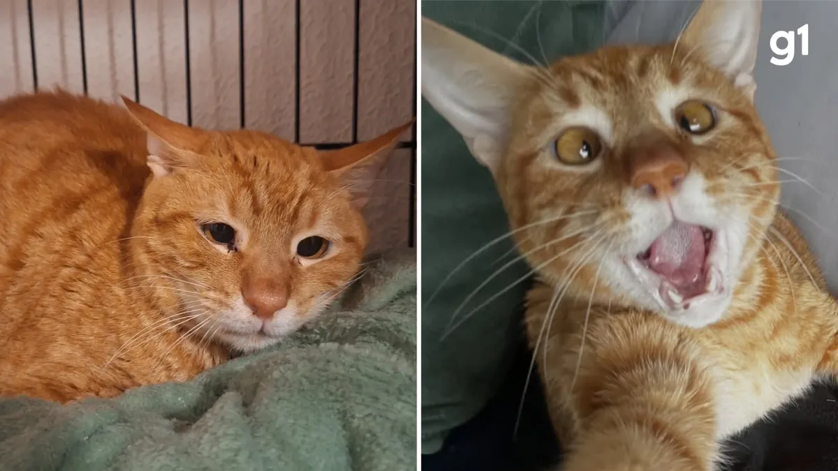 Antes e depois: gato devolvido para abrigo por ser 'dependente demais' viraliza com cara 'triste' e reaparece 'feliz' com novo tutor no RS
