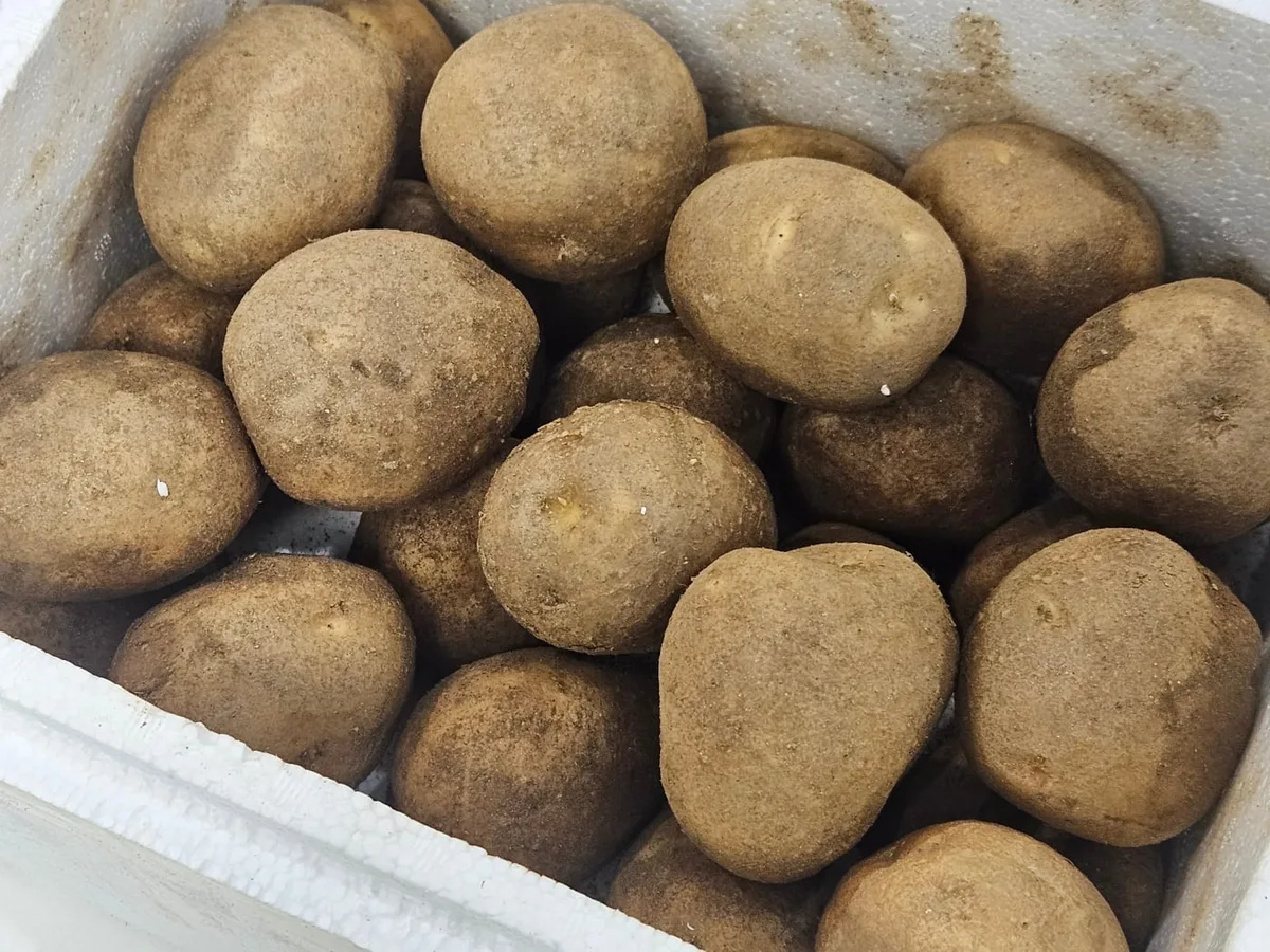 강원도 두백감자 7kg 한 박스 1만8000원, 150상자 한정 특별 공동구매