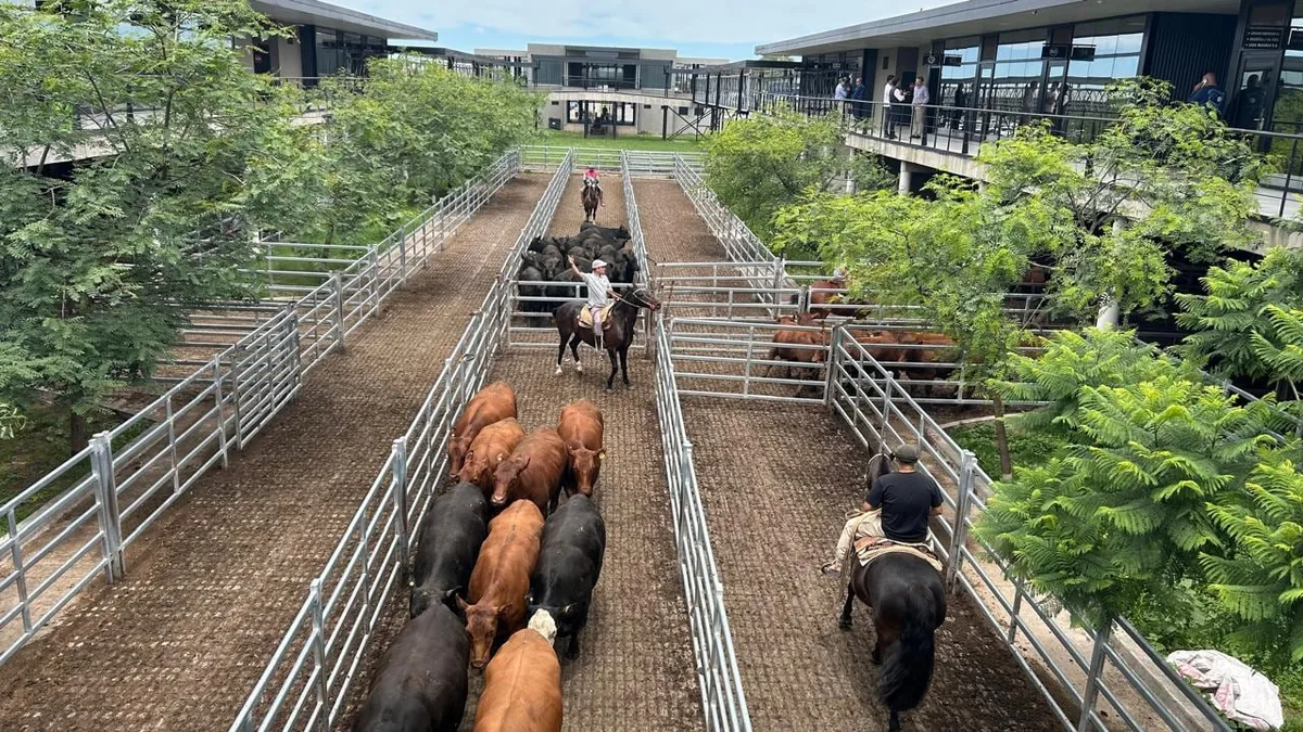 Vacunos: comenzó la semana con subas en el Mercado Agroganadero de Cañuelas