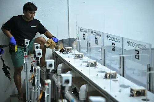 Dogs, AI and cancer: Could a sniff be the future of early detection?
