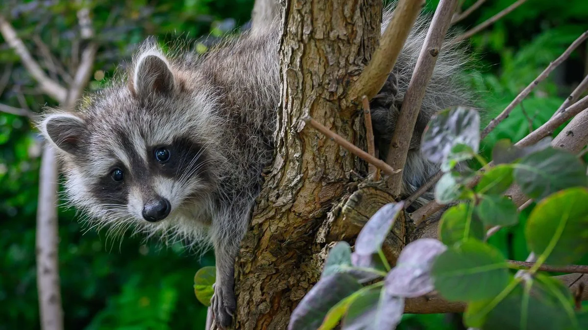 Tiere: Grüne fordern neue Wege im Umgang mit Waschbären