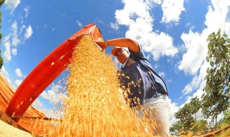 Sorgo, soja e algodão entram no Venda em Balcão para alimentação animal