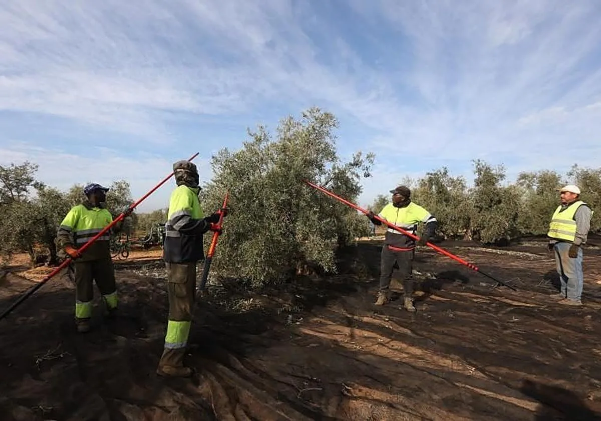 La Fiscalía alerta de las dificultades para perseguir la explotación laboral en el campo cordobés