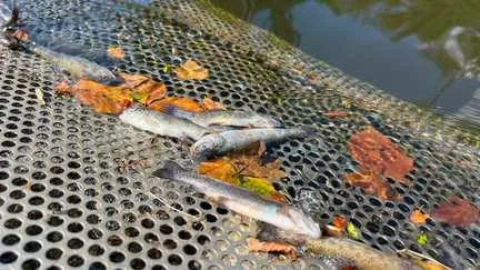 "On a déjà perdu près d’une tonne de poissons" : dans le Puy-de-Dôme, un pisciculteur voit son élevage décimé par la canicule