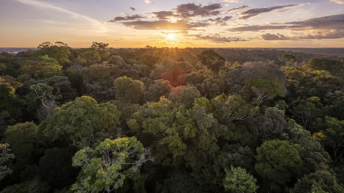 'At some point we're going to have to react': How El Niño, climate change, and crime are pushing the Amazon rainforest over the brink