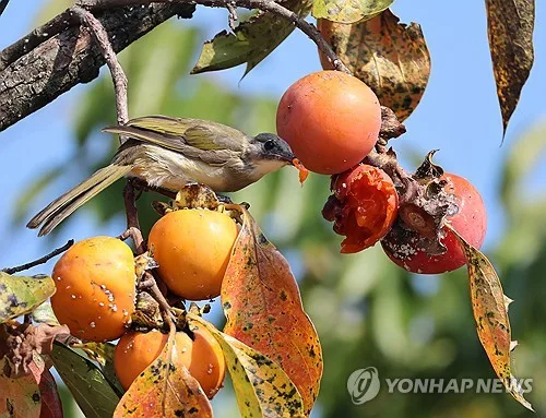 강원 대체로 맑다 오전부터 구름…아침 안개·일교차 커