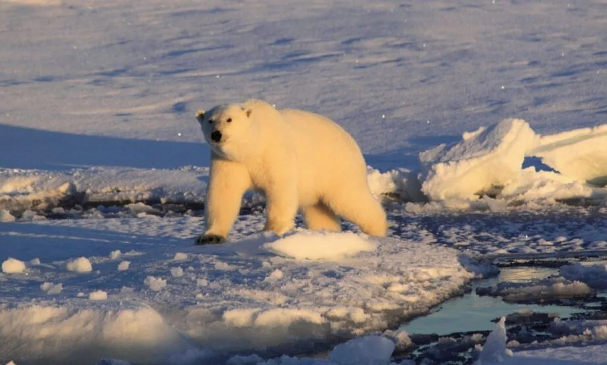 Multaron a un turista en Noruega por despertar a un oso polar con una sirena marítima
