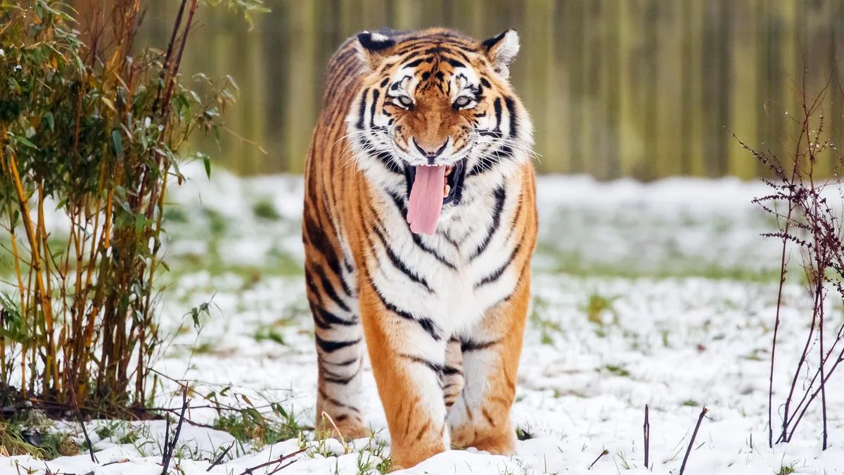Tiger kills man who entered big cat enclosure at English wildlife park