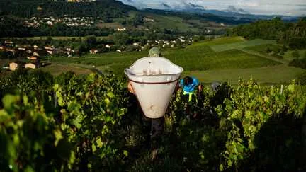 "La dernière canicule a accéléré le phénomène" : dans le Beaujolais aussi, les vendanges débutent de façon précoce