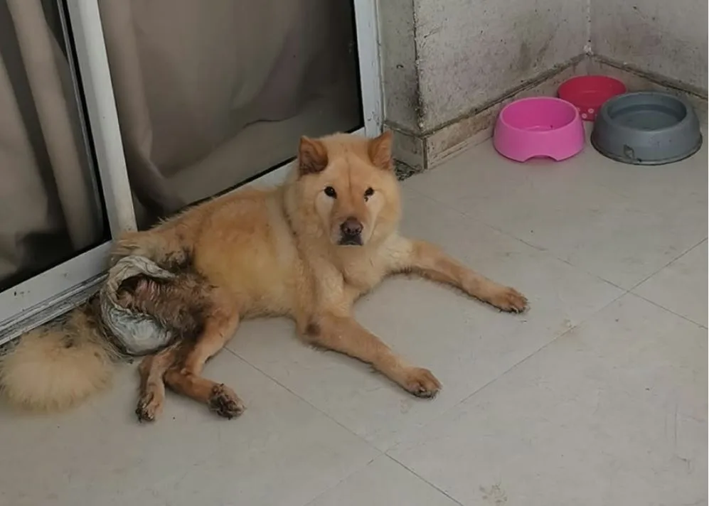 Homem é preso após Chow Chow com tumor ser resgatada em estado grave na Serra