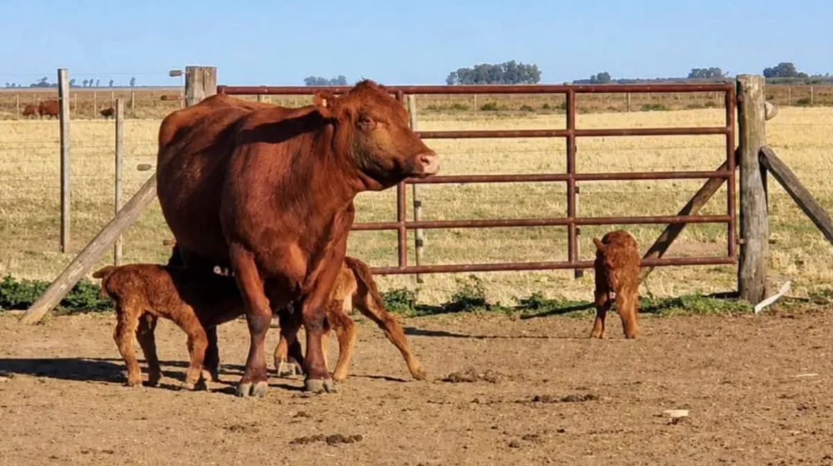Una vaca tuvo trillizos en Córdoba: se da un caso cada 100 mil partos