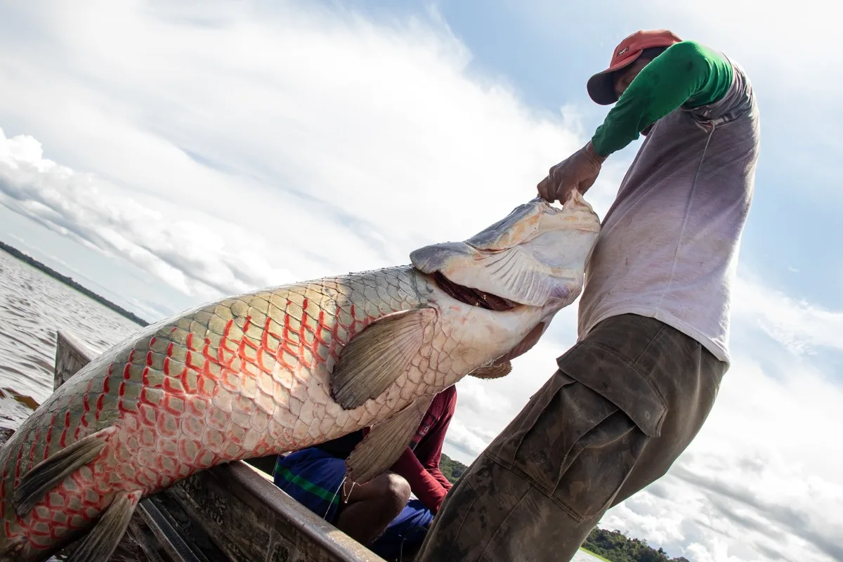 Do pirarucu ao crédito: negócios amazônicos enfrentam desafios para chegar ao mercado