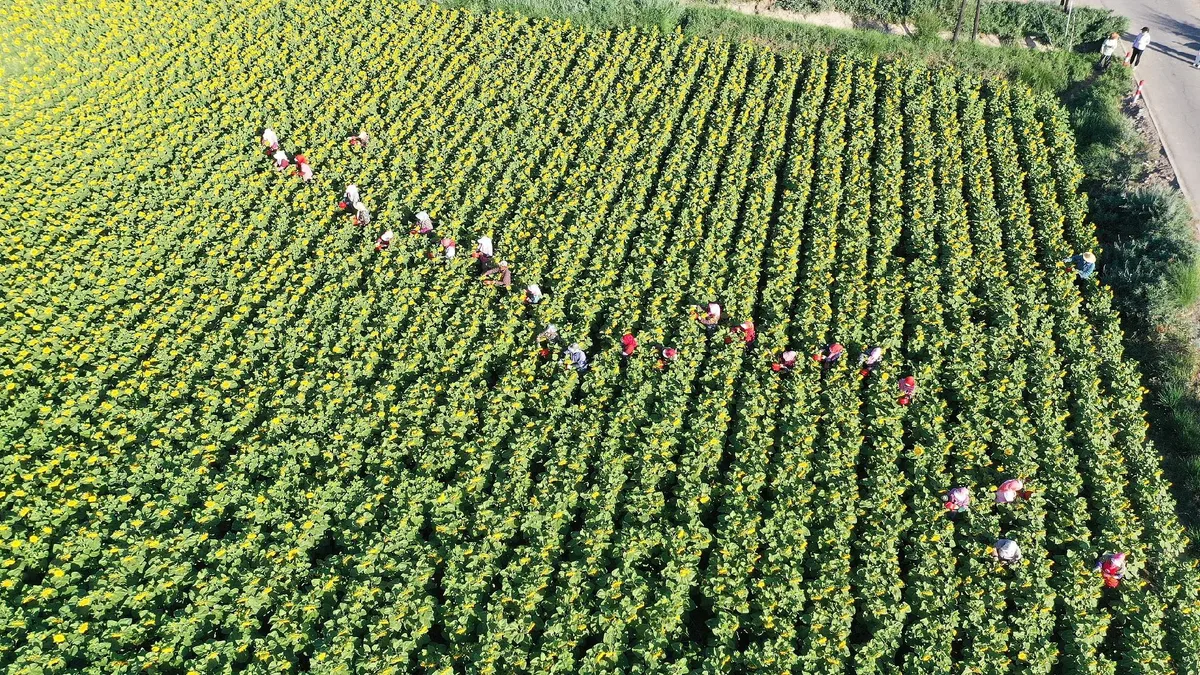 Chinese vice premier calls on APEC members to bolster food security