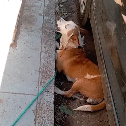 Cadela doente é amarrada a hidrante e abandonada perto da Santa Casa