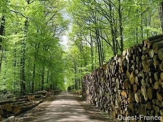 Placement : comment investir dans des projets écologiques ?