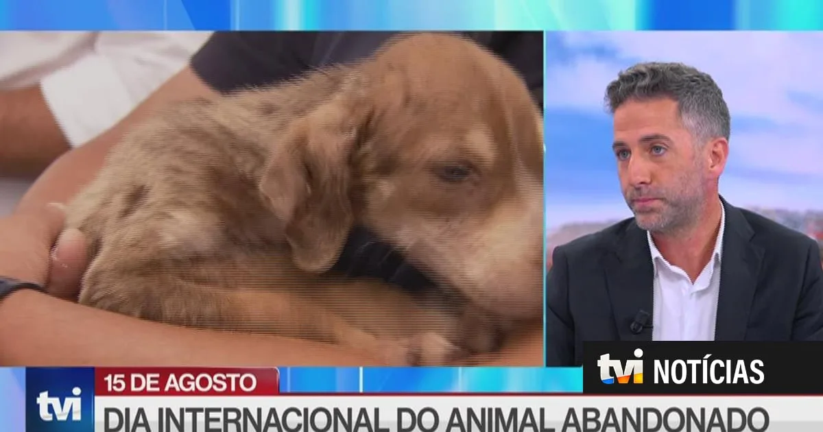 Abandono de animais mostra "aquilo que somos como sociedade": bichos estarão "sempre à espera do retorno da pessoa que amam"