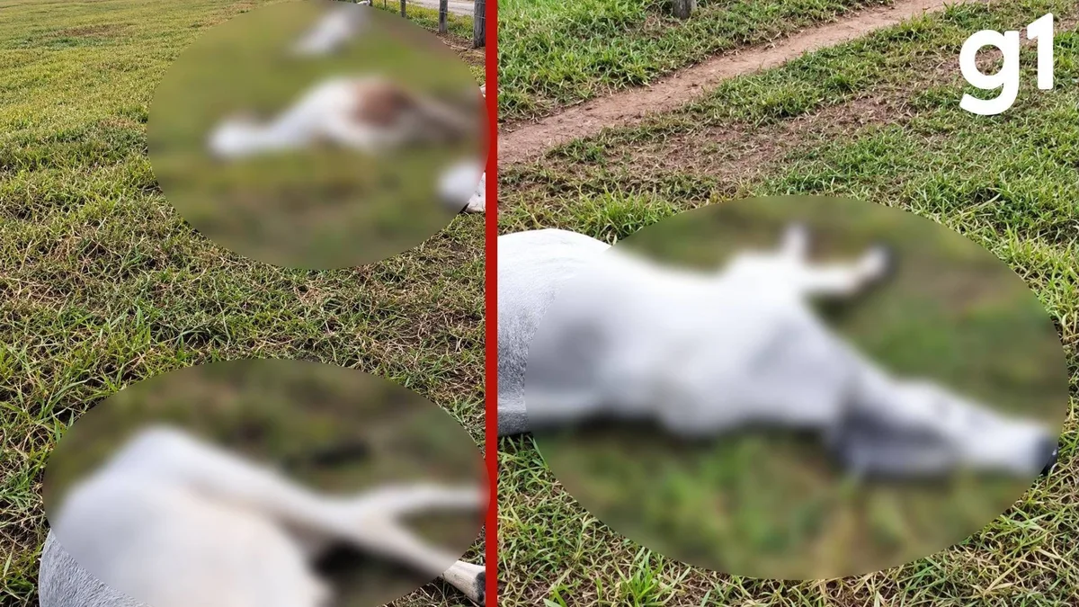 VÍDEO: raio mata cabeças de gado em propriedade rural durante temporal em MT