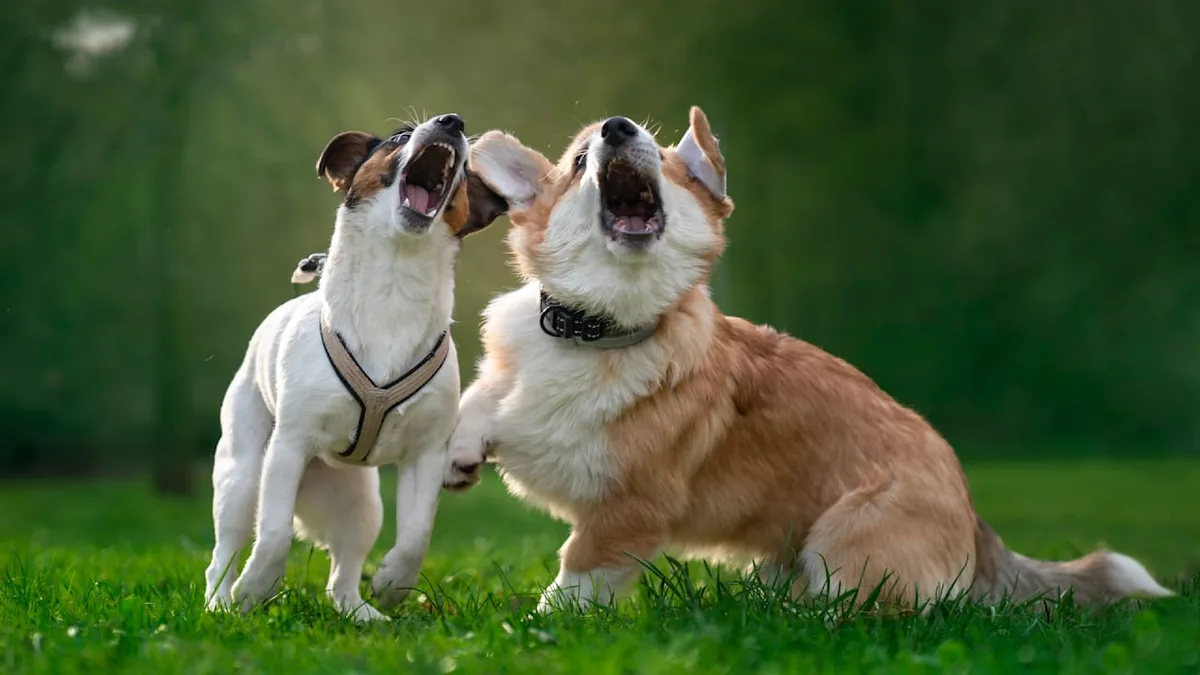 Lärmbelästigung - Ist Hundegebell Ruhestörung? Das müssen Nachbarn wissen