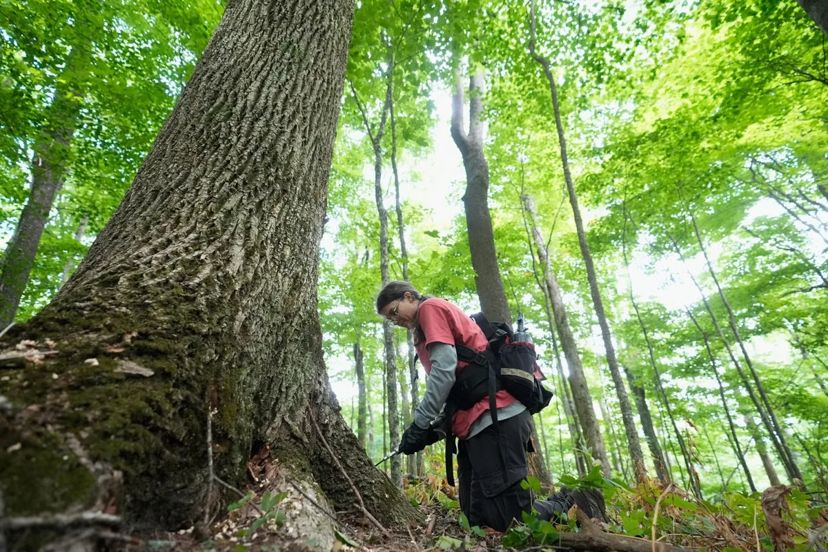 Scientists use disease to restore iconic American elm trees