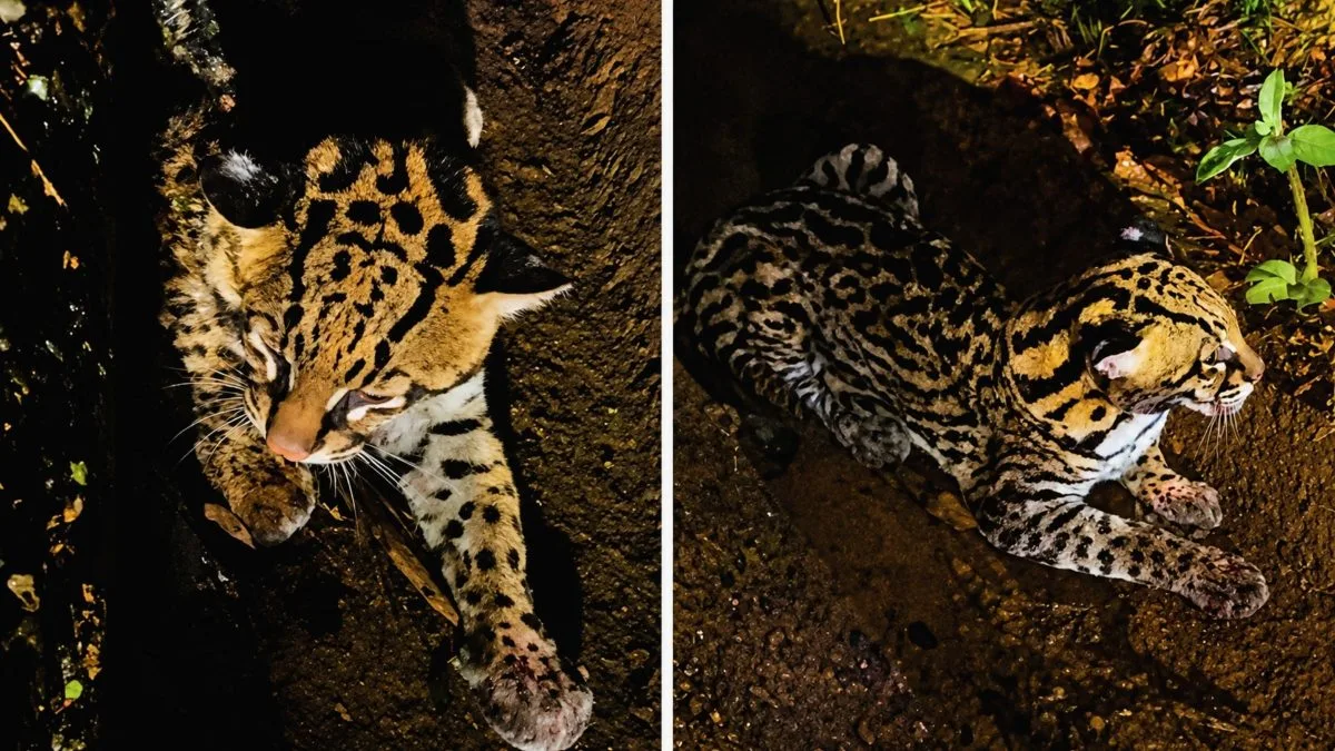 Felino ferido é encontrado no meio da SC-418 e motorista faz resgate