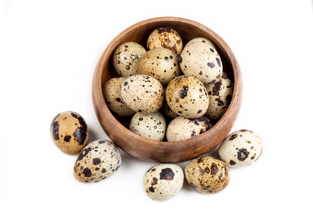 Huevos de codorniz: con alto poder nutricional, ¿qué diferencias tienen con los huevos de gallina?