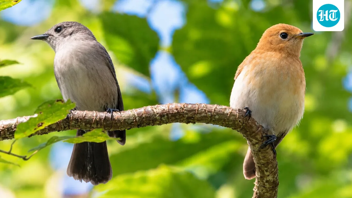 In 1989, ship rats had left just 29 kākerōri on the Cook Islands’ Rarotonga; after decades of rat baiting, a 2022 census counted at least 618 birds