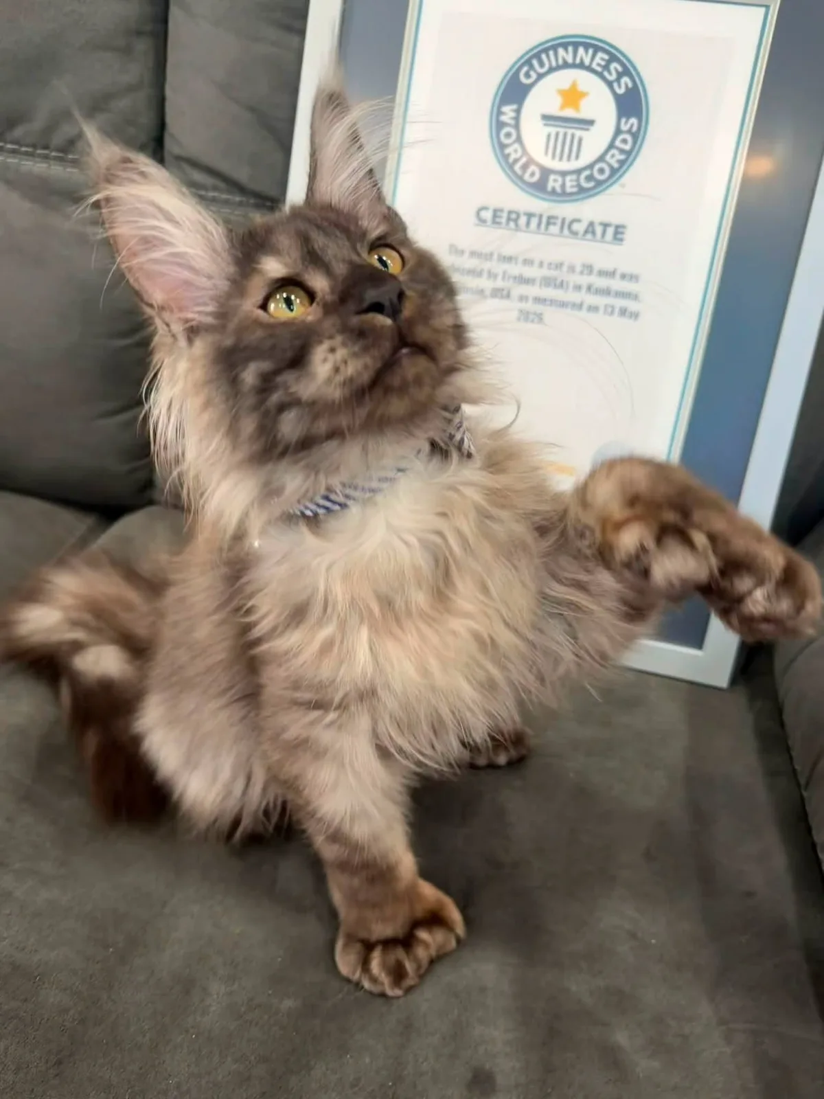 Gato com 29 dedos devido a condição rara quebra recorde nos EUA; veja