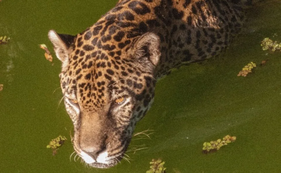 Recorde mundial! Onça-pintada do Exército conquista título de mais velha do mundo; veja imagens