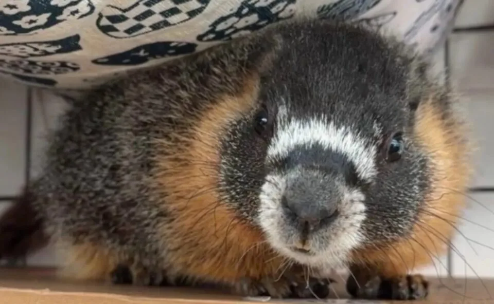 Animal silvestre aparece no meio de cidade grande e ninguém sabe como ele chegou até lá