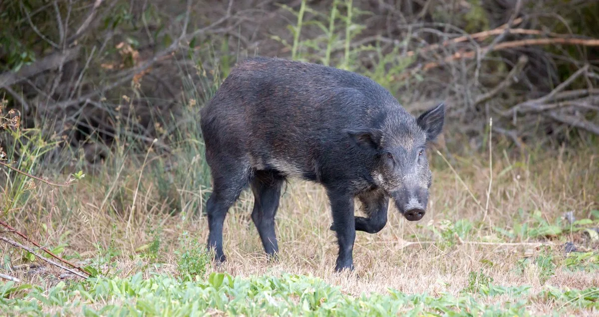 Why it may be impossible to eradicate feral hogs