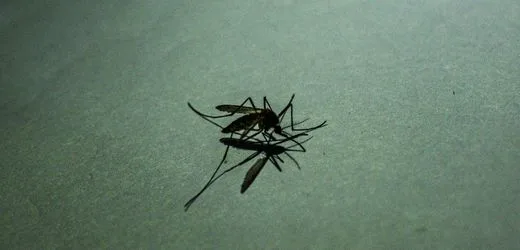 Frankfurt am Main: Zwei Flughafen-Anwohner an Malaria erkrankt – wie groß ist das Risiko?