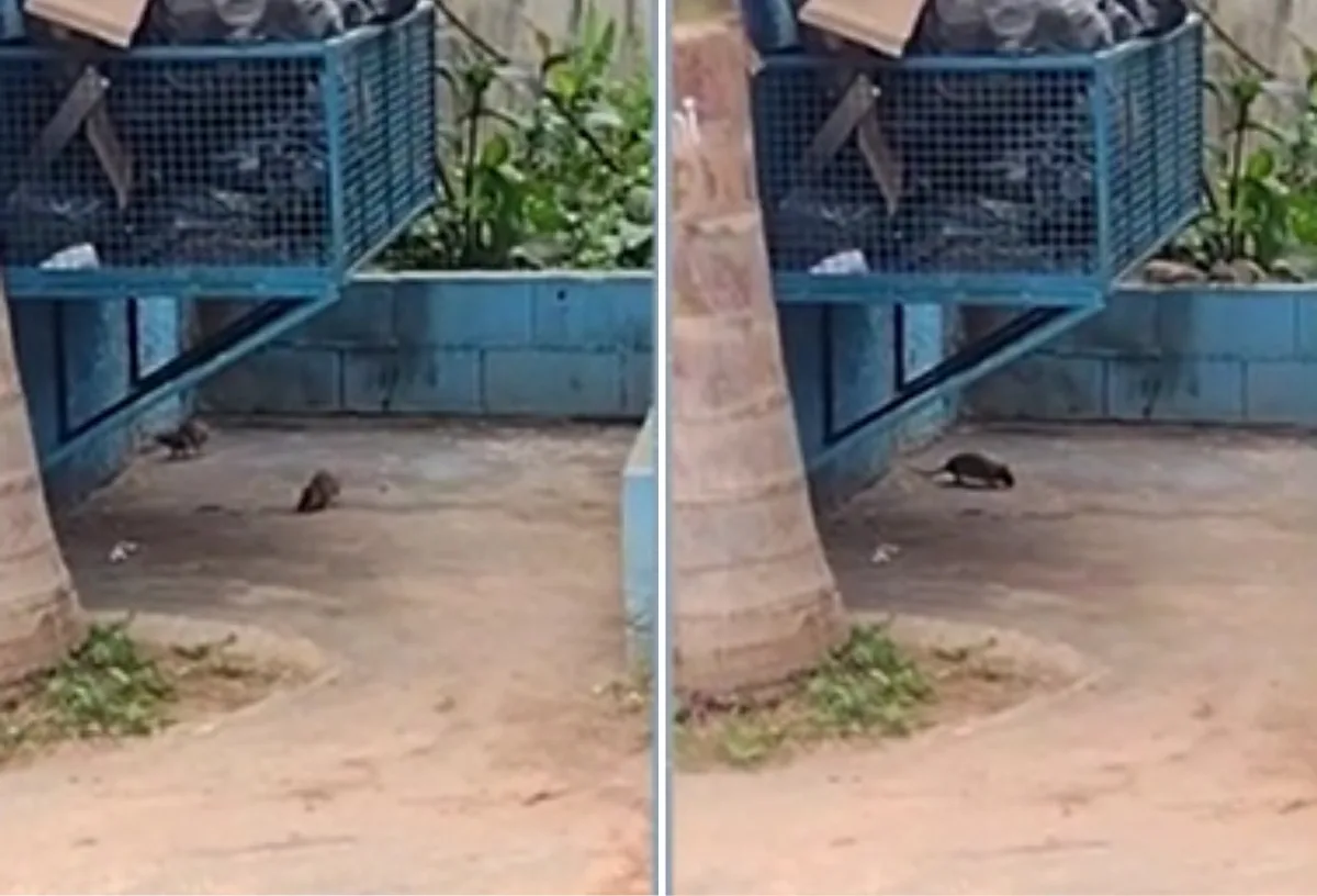 Moradores reclamam de ratos ao lado de escola estadual em Mogi das Cruzes