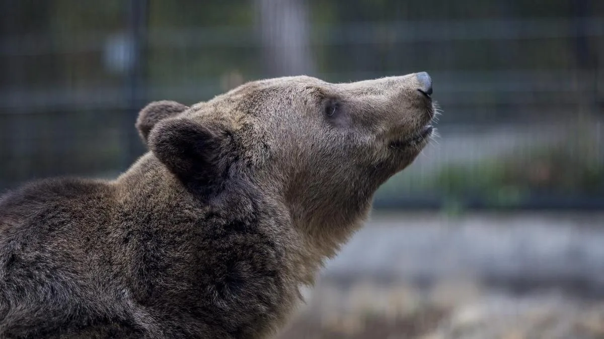 Bear mauls camper to death in Russian mountains