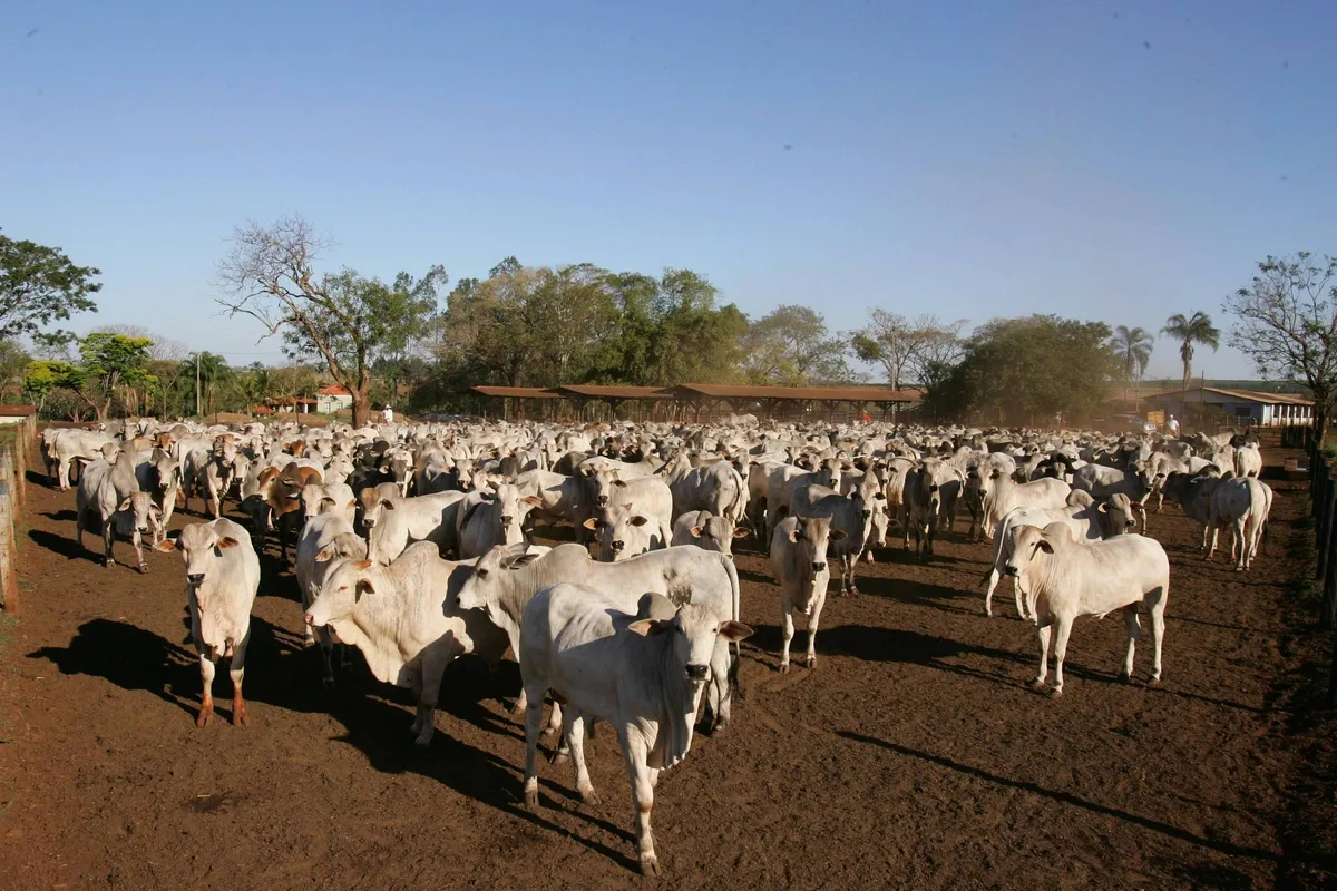 Brasil pode esgotar cota de carne bovina para a China até abril