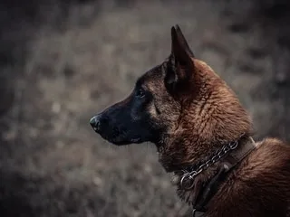 Malinois poignardé à Metz : un homme de 47 ans poursuivi pour actes de cruauté