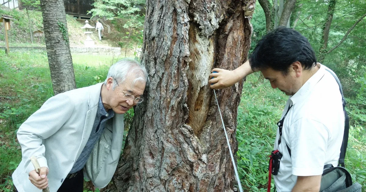 1945年の石油危機:国民総動員の愚かな試み、松根油で「凱歌」 山林荒廃の一因にも