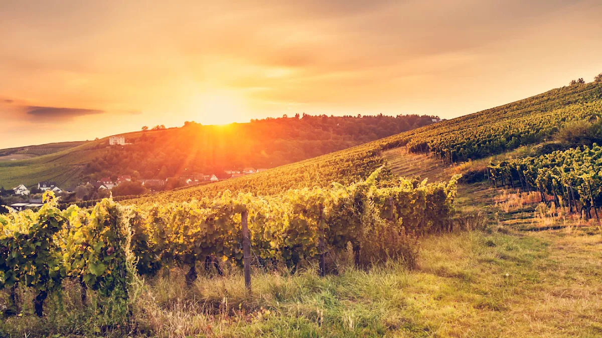 Der große Trauben-Report 2026 - Der Deutsche Wein wird fein