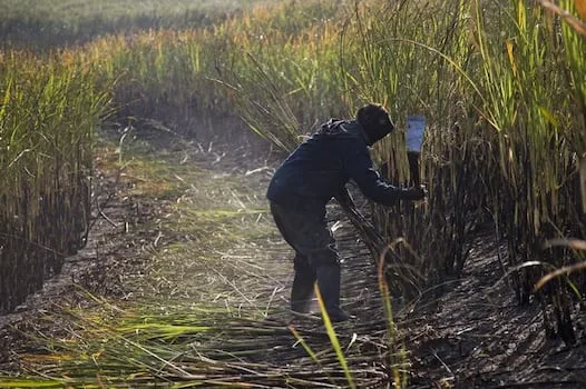 Top court clears way for Tongaat’s R517m sugar levy payment