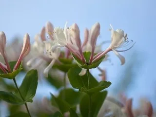 Plantez maintenant des chèvrefeuilles dans votre jardin pour en profiter au printemps : voici comment faire