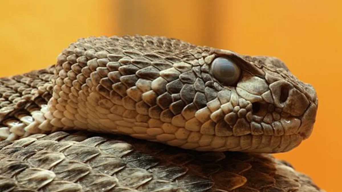 Florida father and son find eastern diamondback rattlesnake outside their home